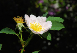 Rosa corymbifera