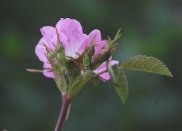 Rosa jundzillii