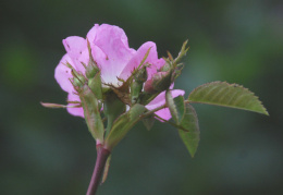 Rosa jundzillii