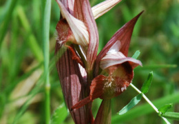 Serapias vomeracea