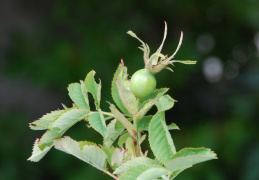 Rosa pseudoscabriuscula