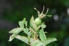 Rosa pseudoscabriuscula