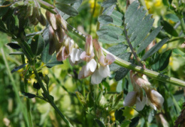 Vicia pannonica 