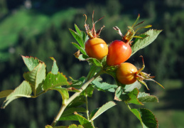 Rosa caesia