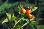 Rosa caesia