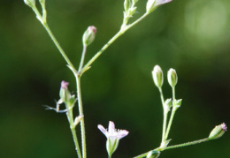 Gypsophila paniculata