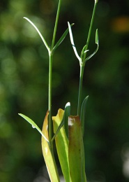 Gypsophila paniculata