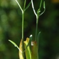 20110910_sierre-rhone_gypsophyla_paniculata_02_.jpg