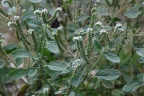 Heliotropium europaeum