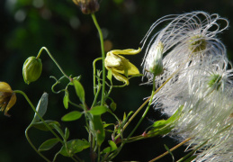 Clematis tangutica