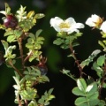 20111009_souboz-sur_la_cote_rosa_spinosissima_.jpg