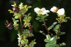 Rosa spinosissima