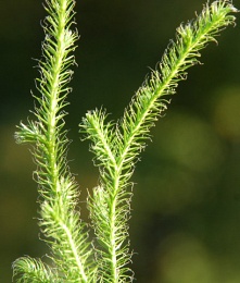 Lycopodium clavatum