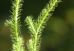 Lycopodium clavatum