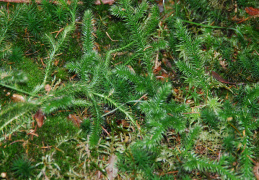 Lycopodium clavatum