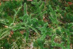 Lycopodium clavatum