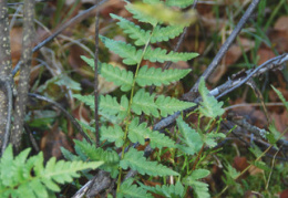 Dryopteris cristata