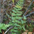 20111017_les_genevez-les_embreux_dryopteris_cristata_.jpg