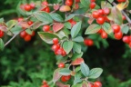 Cotoneaster bullatus