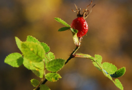 Rosa rubiginosa