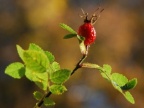 Rosa rubiginosa