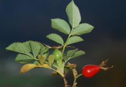 Rosa dumalis