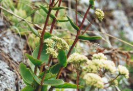 Sedum telephium maximum