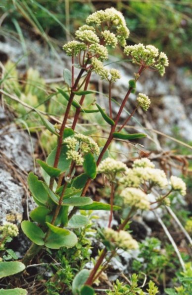 20000100_bienne_garide_sedum_telephium_maximum_01.jpg