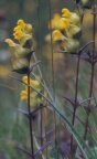 Rhinanthus minor, Petit rhinanthe