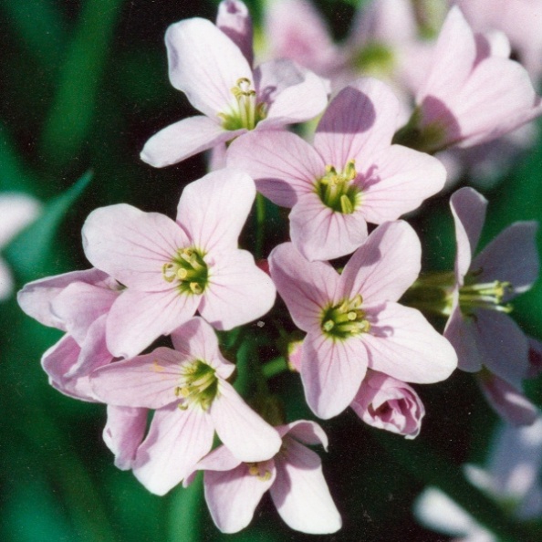 20000500_les-bois_cul-des-pres_cardamine_arvensis_02.jpg