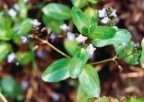 Veronica beccabunga, Véronique beccabunga
