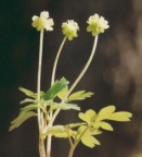 Adoxa moschatellina, Muscatelle