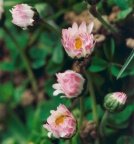 Bellis perennis, Pâquerette vivace