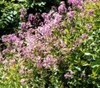 Hesperis matronalis