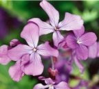 Hesperis matronalis