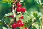 Ribes alpinum