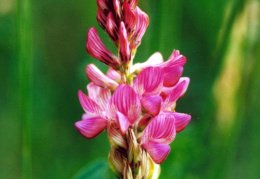 Onobrychis viciifolia, Esparcette à feuilles de vesce