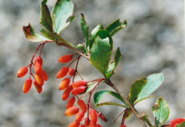 Berberis vulgaris, Épine-vinette