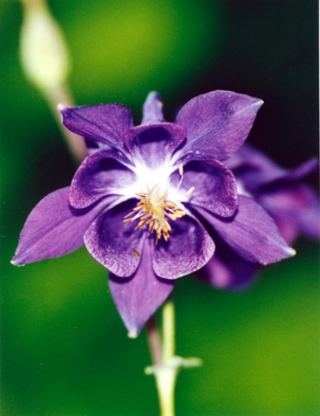 20000600_grandval_aquilegia_vulgaris_02.jpg