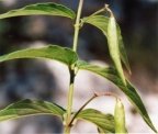 Vincetoxicum hirundinaria, Dompte-venin officinal