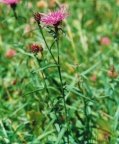 Centaurea jacea, Centaurée jacée