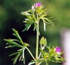 Geranium dissectum, Géranium découpé