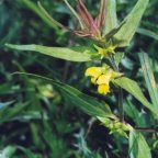 Melampyrum sylvaticum, Mélampyre des forêts