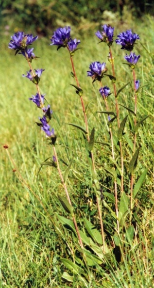 20000600_perrefitte_campanula_glomerata_01.jpg