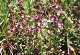 Teucrium chamaedrys, Germandrée petit chêne