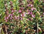 Teucrium chamaedrys, Germandrée petit chêne