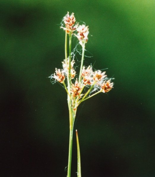 20000700_les-genevez_les-embreux_luzula_multiflora_01.jpg