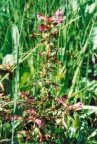 Pedicularis palustris, Pédiculaire des marais