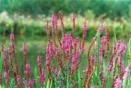 Lythrum salicaria, Salicaire commune