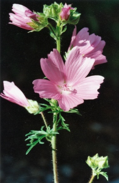 20000800_les-genevez_malva_moschata_03.jpg